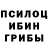 Псилоцибиновые грибы Psilocybine cubensis Shami Halibekov